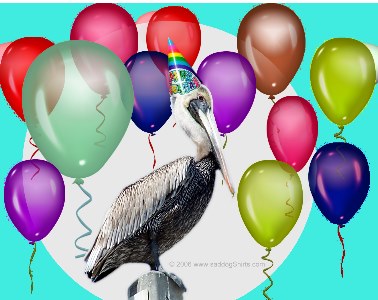 ../Images/Birthday pelican.jpg